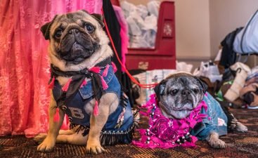 NYdogPhotographer_0962