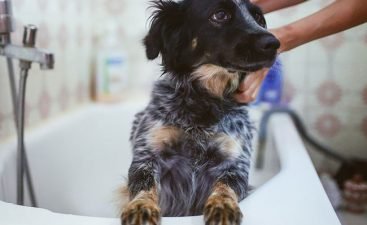 dog-2