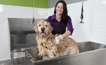 dog_wash-184923771-58a9d8d75f9b58a3c9479f6d